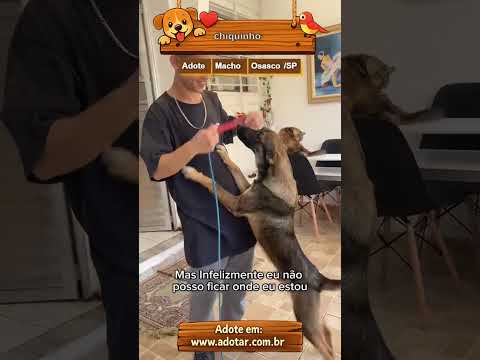 Vídeo de chiquinho