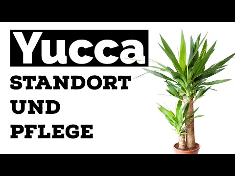 Yucca Palme - Standort und Pflege