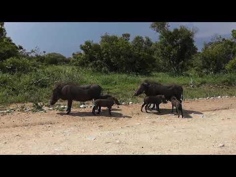 Warthogs & their Piglets
