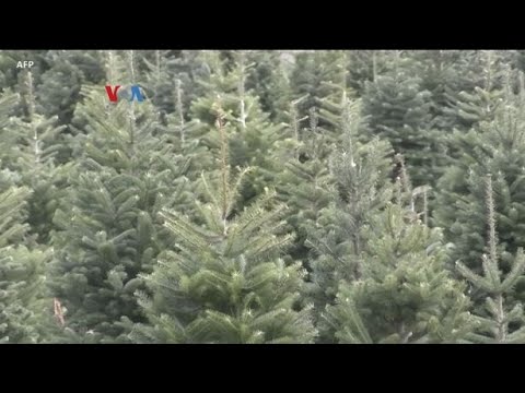 VOA - IKLIM DAN MINIMNYA PEKEBUN MUDA, MENEKAN PASOKAN POHON NATAL