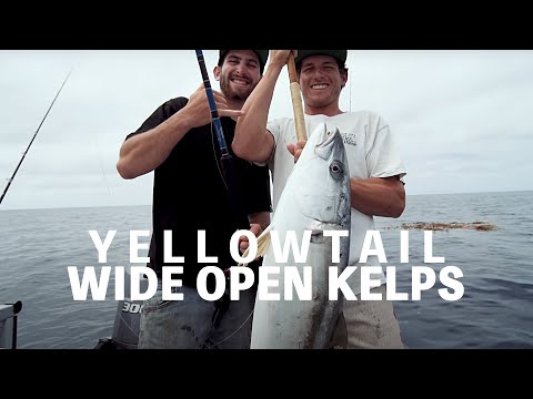 Episode 18: Kelp Paddy Madness - Yellowtail // Dorado