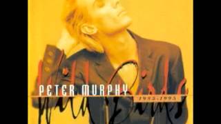Peter Murphy - Wild Birds Flock To Me