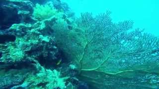 Scuba diving the great barrier reef Australia. Thetford Reef Cairns