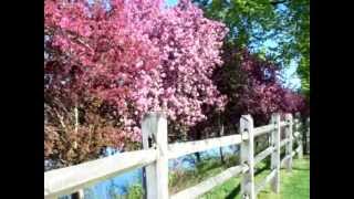 To Make You Feel My Love - Bob Dylan,Peter Head