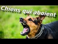 Chiens Qui Aboient Faire Une Blague à Votre Chien Et Votre Chat