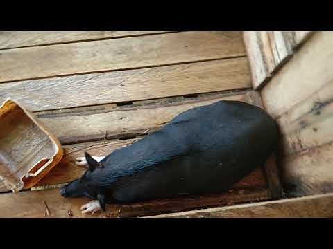 , title : 'Usaha produktif#cara budidaya babi#anak babi#kandang babi#pelihara babi#babi bajong#'