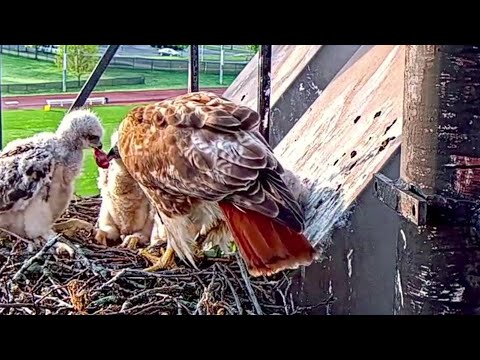 Red Tailed Hawk~ Mom brings a chipmunk for breakfast~6:38 AM 2022/05/16