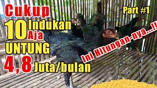 Download lagu Raising Free-Range Chickens, Earning 4.8 Million Rupiah Per Month mp3