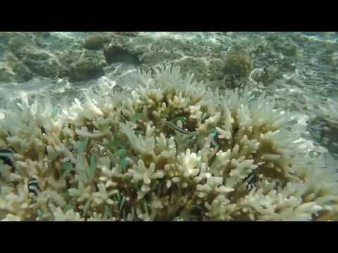 Videos del Constance Moofushi 5★ en Himandhoo, MaldivasVer MásVerPrecios18CerrarConsulta por Whatsapp 🇦🇷BookingTripadvisorExpediaAgodaTravelocityOrbitzPricelineTripSkyscannerDespegarKayakHotelesDestiniaTrivagoTurismocityLastminuteTuiWotif