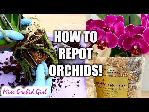 , title : 'Orchid Care for Beginners - How to repot Phalaenopsis Orchids