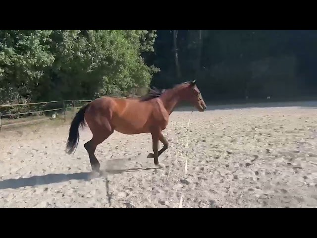 Cavalla AQPS In vendita 2019 Baio ,  NIDOR