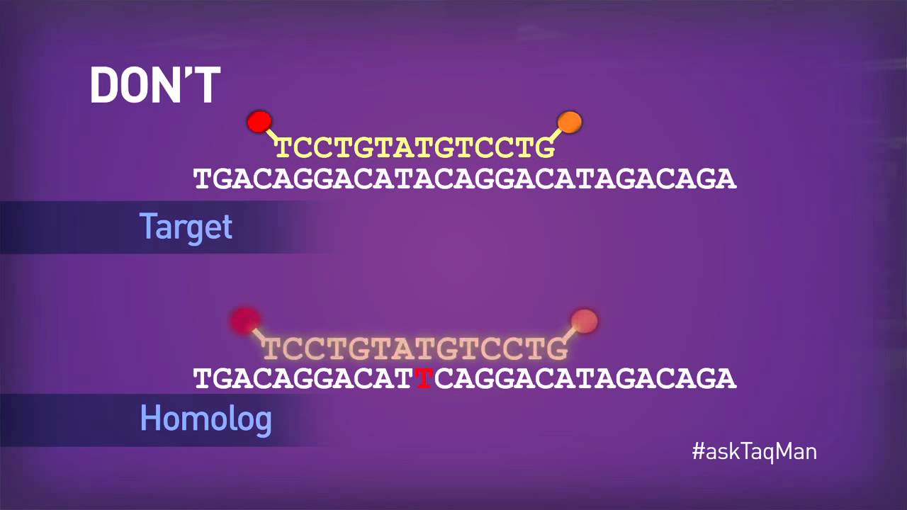 Hints for Real-Time PCR (qPCR) Assay Design -- Ask TaqMan®: Ep. 2