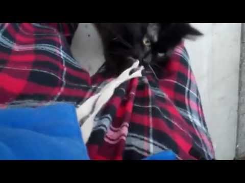 Carlos the cat (new pet) - vlog #93