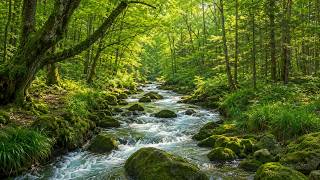 Download lagu Suara Sungai Deras di Tengah Hutan 🌿 Musik Alam untuk Tidur Nyenyak, Relaksasi & Menghilangkan Stres mp3 Download lagu Suara Sungai Deras di Tengah Hutan 🌿 Musik Alam untuk Tidur Nyenyak, Relaksasi & Menghilangkan Stres mp3