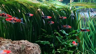 Aquascape simpel Tanpa injeksi co2,Subur banged