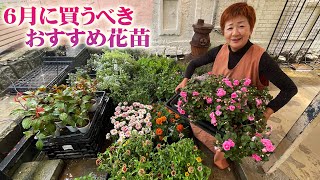 [Perennials and annuals to buy in June] Leaf plants to combine with zinnias, petunias, torenias, ...