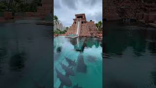 🇧🇸Travelogue - shark tank slide Atlantis #bahamas #shark #slide #resort