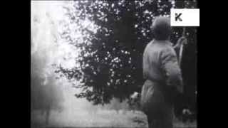 1940s/ 1950s Farmer Sprays Insecticide, Pesticide Onto Trees, Archive Footage