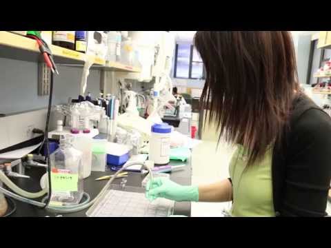 Excess Synapses Found in Brains of People with Autism