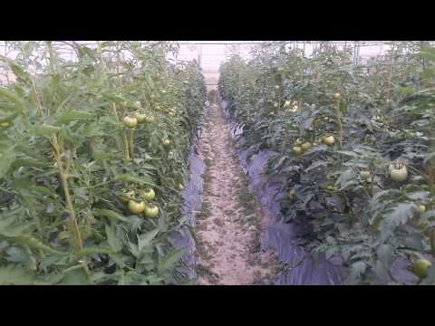 , title : 'Bắc Ninh, trồng cà chua trong nhà lưới kết hợp hệ thống tưới nhỏ giọt tự động cho năng suất cao.'