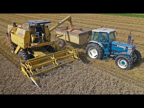 Time warp wheat harvest! | Ford & New Holland Clayson | 60s, 70s & 80s classics