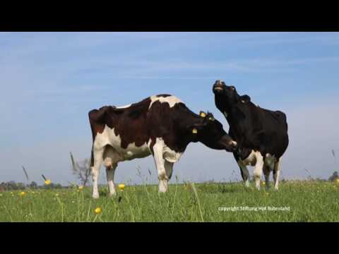 Beste Freundinnen - Lenchen und Lady Welle