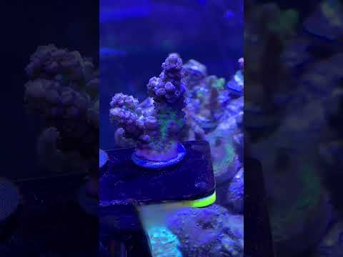 SBB Corals Video Review 15