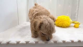 ハーフ犬の動画01
