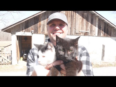 First Day Training Kittens to be Barn Cats
