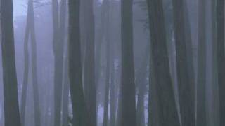 Forest of Fog - Am Abgrund