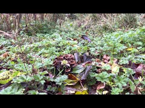 Wavy cap mushrooms uk
