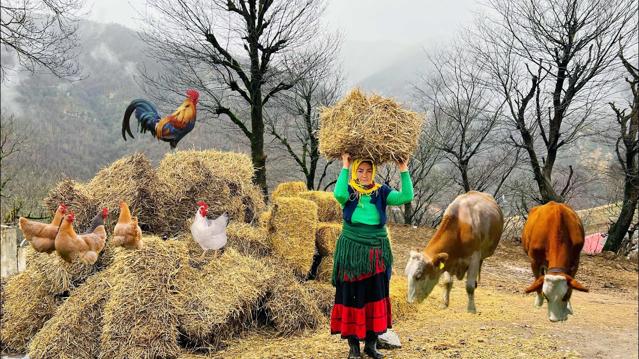 Rural Life: Starting Farming with a New Cow in Our Village Garden