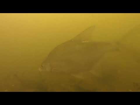 Underwater Gravel Pit: Shoal of Bream