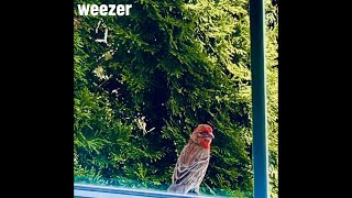 Weezer - Please Don’t Shake Me Down (Audio)