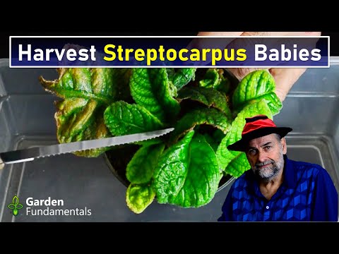 Harvesting Streptocarpus Babies From Leaf Cuttings