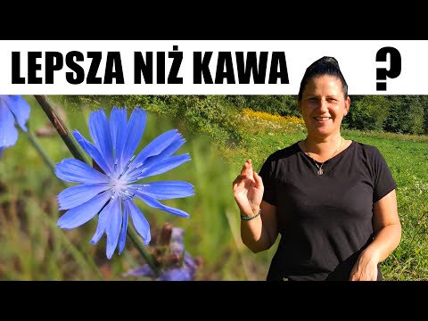 CYKORIA PODRÓŻNIK – zapomniane zioło, które uzdrawia i zastępuje kawę! 🌿☕