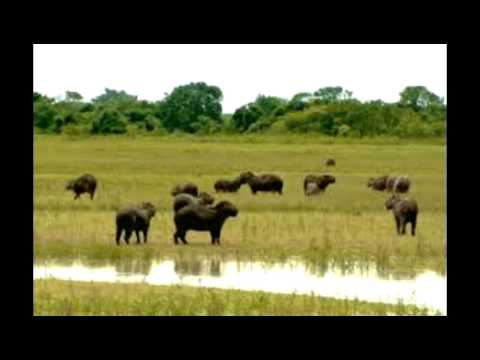 Armando martinez - imagen de venezuela