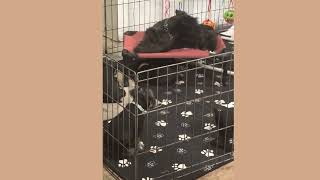Video preview image #1 Schnauzer (Miniature) Puppy For Sale in MERCED, CA, USA