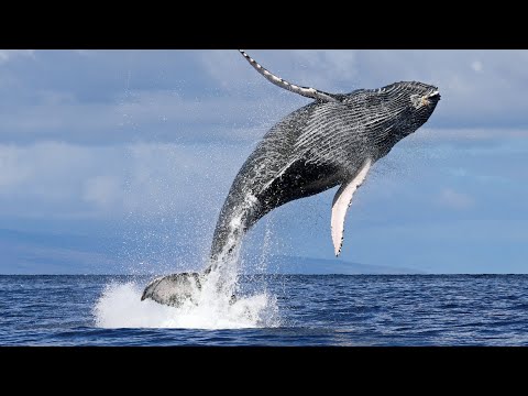 Powerful Humpback Whale