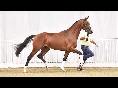 Benjamin Franklin *2021 v. Bon Vivaldi NRW - Royal Blend - in der Heide2024