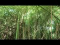 Impenetrable Bamboo Forest In Italy Hidden Jungle In 5K