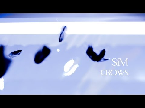 SiM - CROWS (OFFICIAL VIDEO)