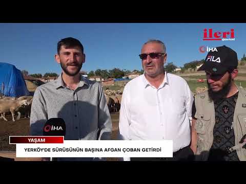 Yerköy'de sürüsünün başına Afgan çoban getirdi | İleri Gazetesi