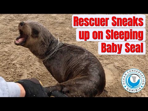 Rescuer Sneaks up on Sleeping Baby Seal