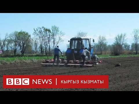 Жазгы талаа иштери: зыяндуу заттар колдонулуп жатабы? - BBC Kyrgyz