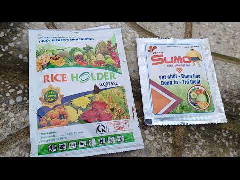 You can refer to the method of fertilizer treatment for apricot trees. From young leaves to full ...