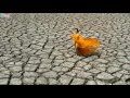 Màu Xanh - Baby J Trúc Diễm 