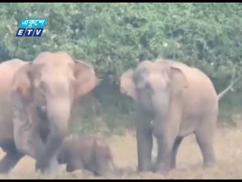 বান্দরবানে বন্য হাতির আক্রমণে ২ জনের মৃত্যু | ETV News