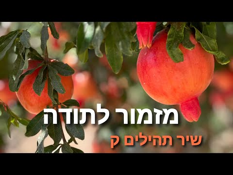 שיר תהילים ק (מזמור לתודה) הפרויקט של גולדין | מנדי שפירו. המוזיקה  שבתהילים ♪