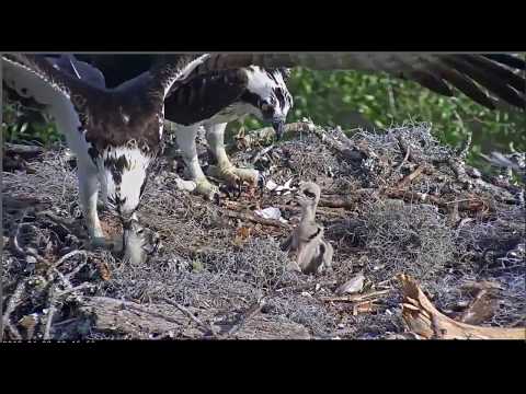 Dad brings in a fish @Savannah Osprey nest Cornell Lab Bird Cam 04-22-18